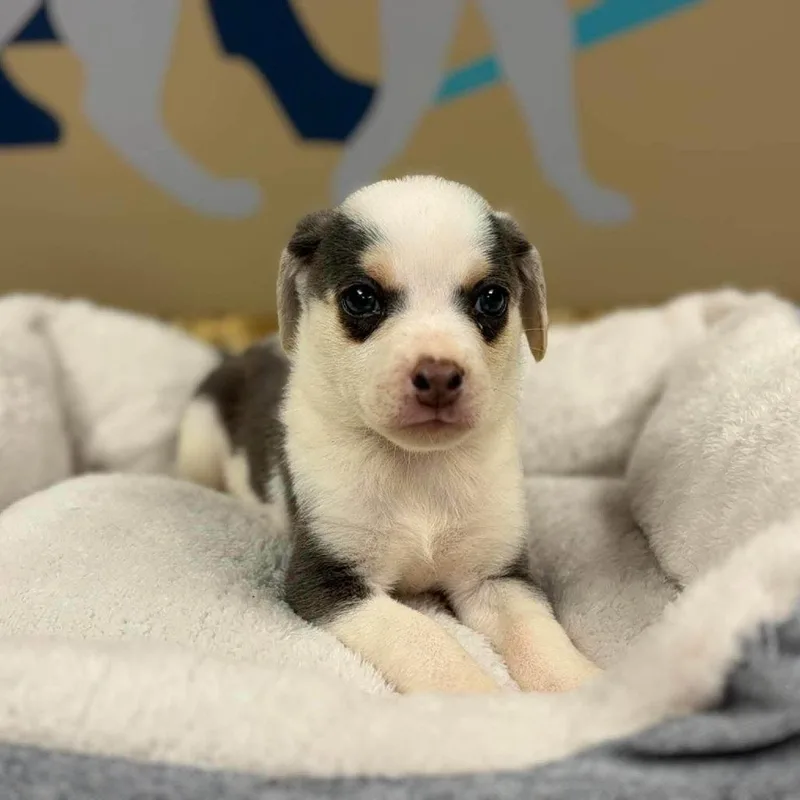 A baby small-sized male White / Cream Chihuahua dog named Leonard for adoption in Alexandria, VA