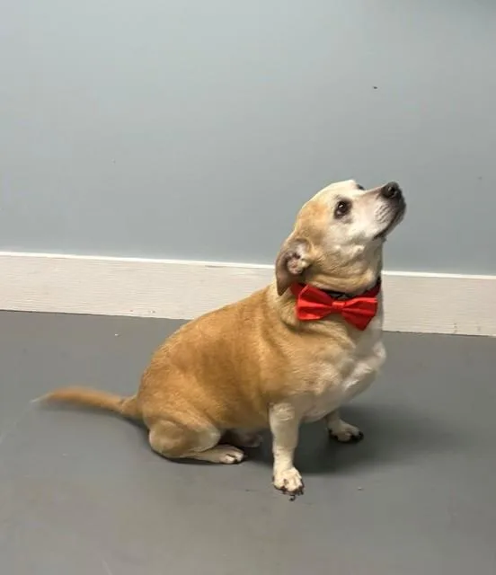 An adult medium-sized male Yellow / Tan / Blond / Fawn Mixed Breed dog named Prince for adoption in Hawk Point, MO