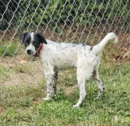 A baby medium-sized female Black Spaniel dog named Dani for adoption in Greensboro, NC