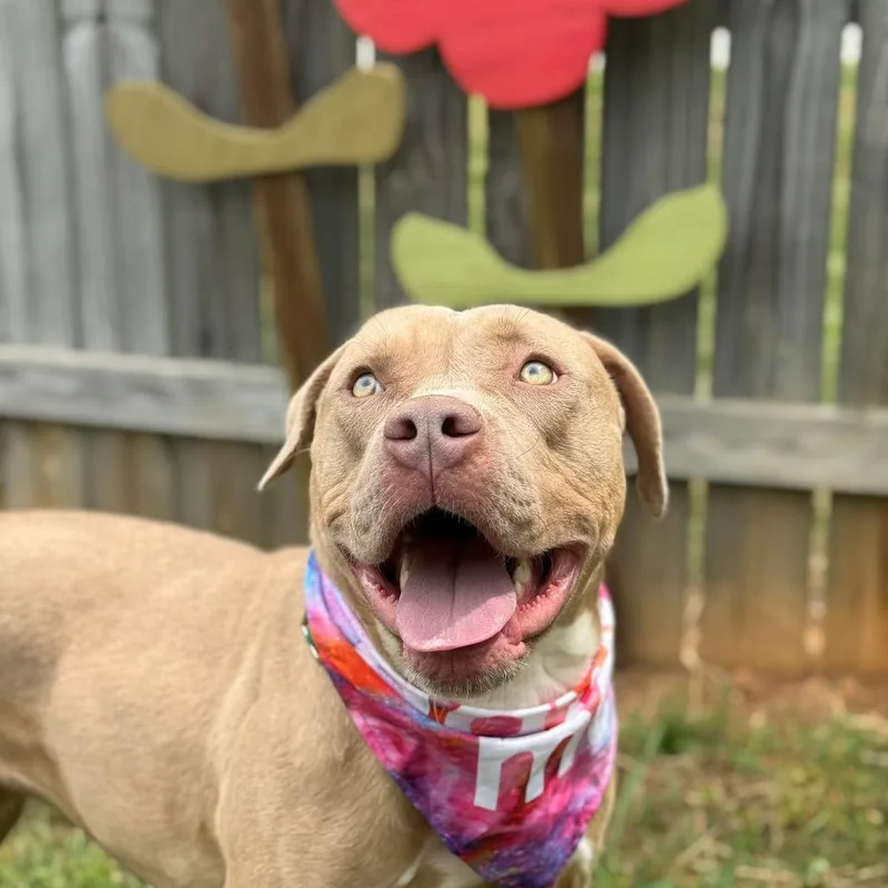 An adult medium-sized female Brown / Chocolate Pit Bull Terrier dog named Daisy for adoption in Greensboro, NC
