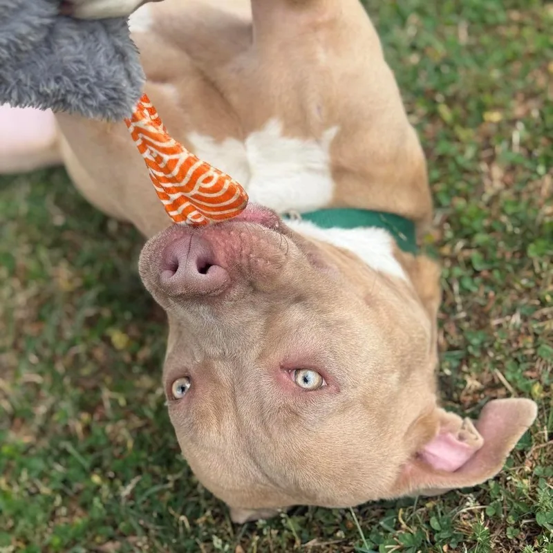 Daisy thumbnail 3
