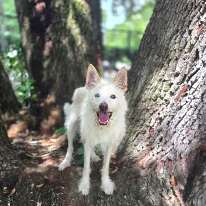 A senior medium-sized male White / Cream Mixed Breed dog named Buddy for adoption in Port Charlotte, FL