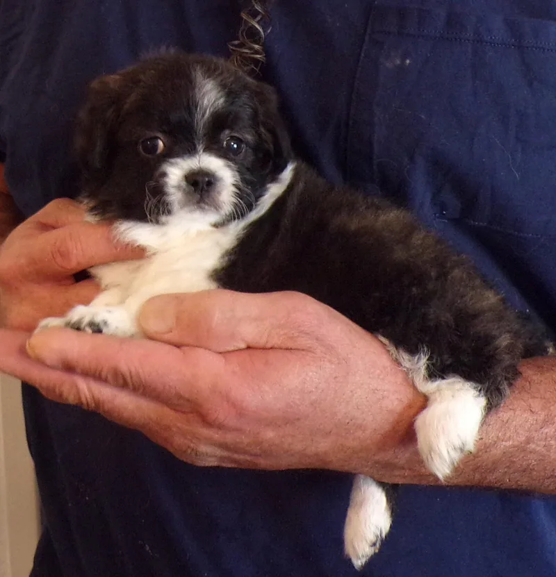 A baby small-sized female Black Shih Tzu dog named Maddy for adoption in Corona, CA