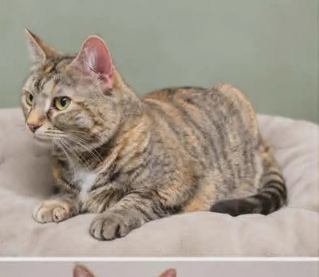 An adult large-sized female Torbie Domestic Short Hair cat named Big Beautiful Bertha for adoption in Bayonne, NJ
