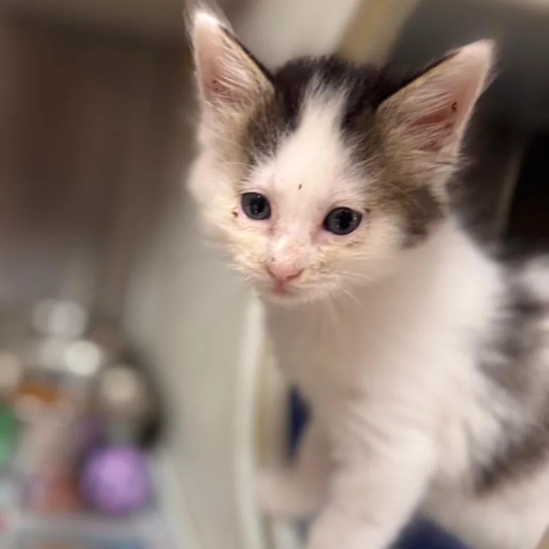 A baby small-sized male Brown / Chocolate Domestic Long Hair cat named Spike for adoption in Starkville, MS