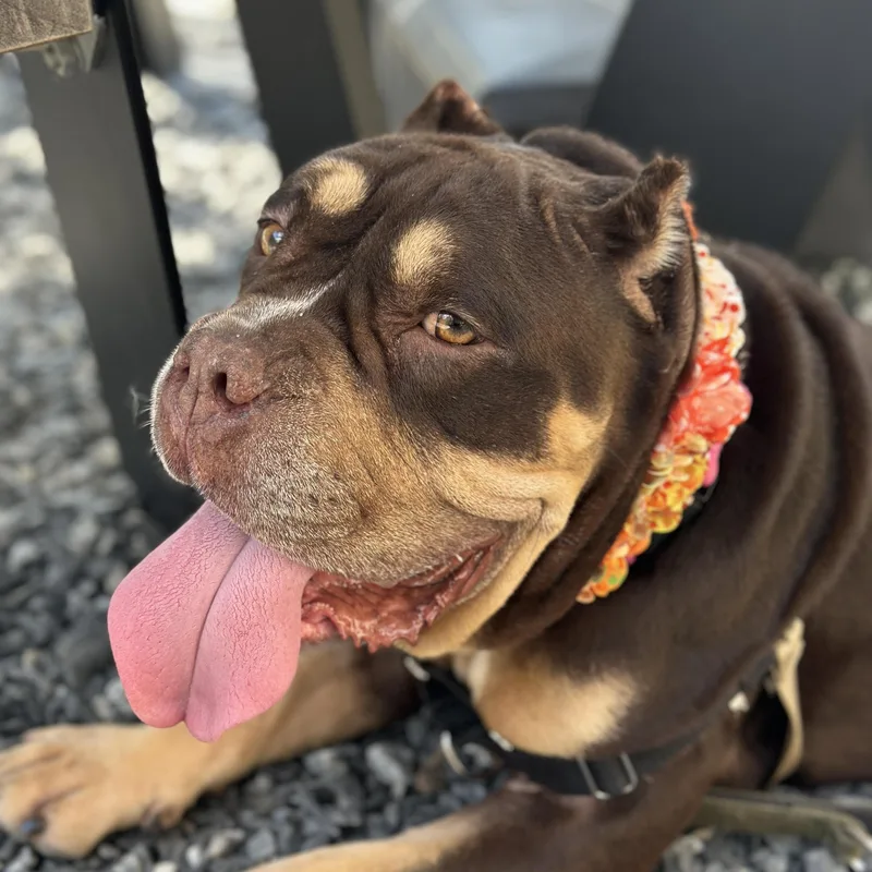 Squishmellow thumbnail 4