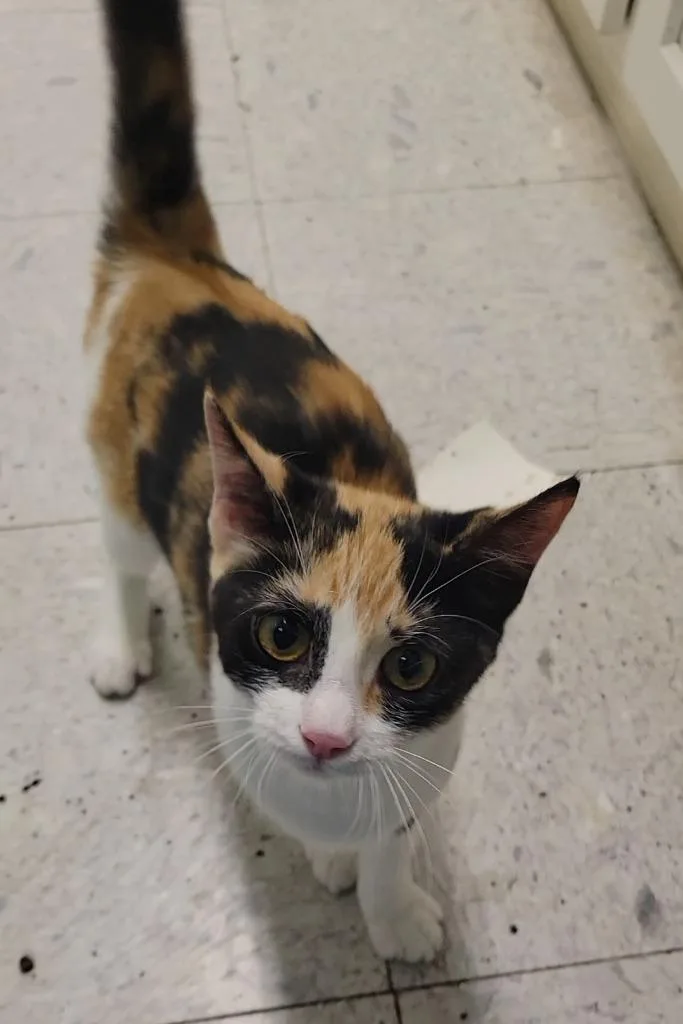 A baby medium-sized female Domestic Short Hair cat named Fern for adoption in Sandusky, OH