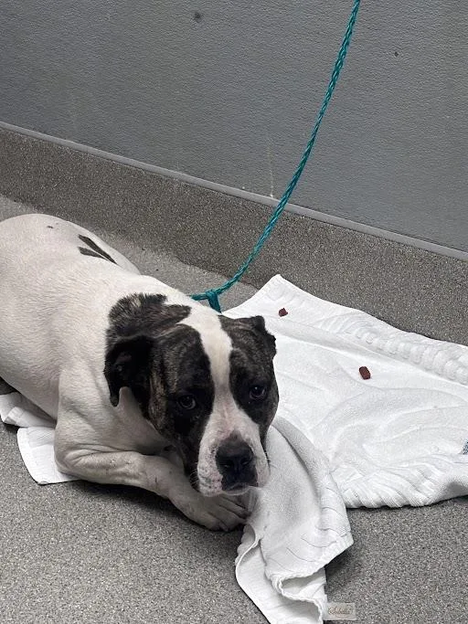 A young large-sized male Pit Bull Terrier dog named Chase for adoption in Las Vegas, NV