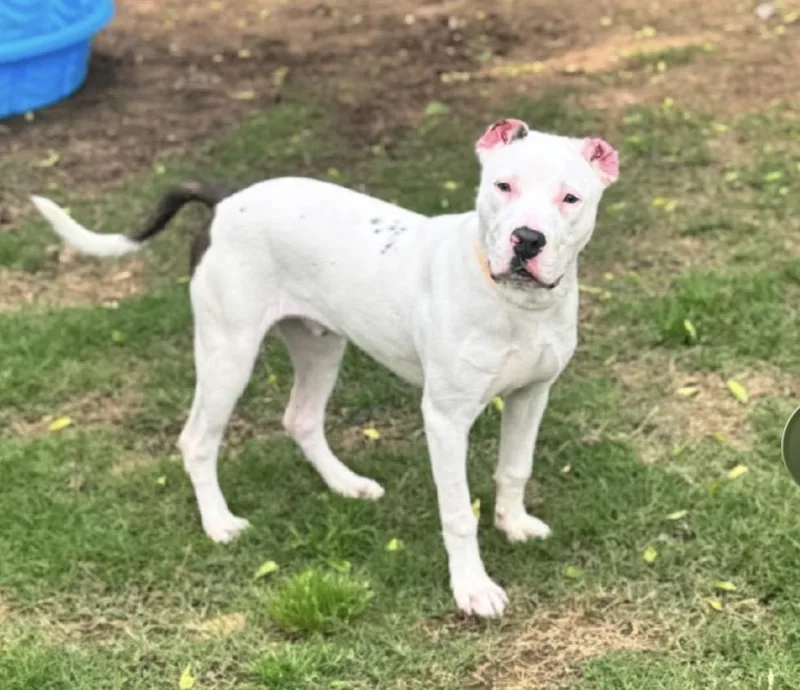An adult medium-sized male Mixed Breed dog named Winston for adoption in Davenport, IA