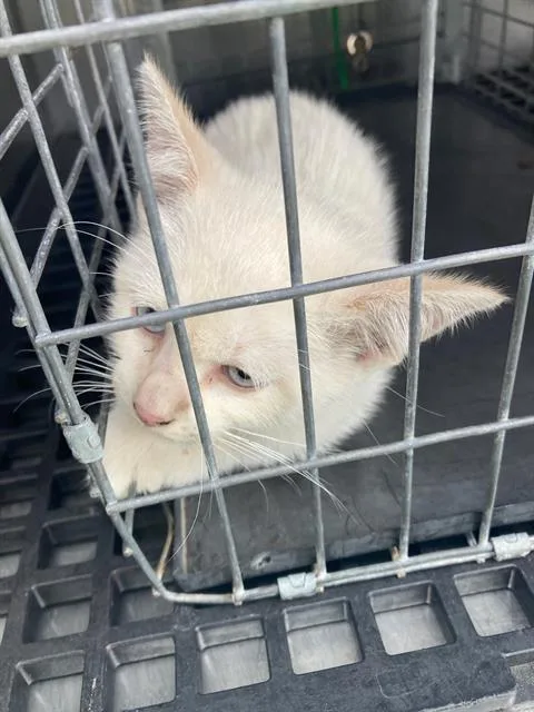 A baby medium-sized female Domestic Short Hair cat named Angel for adoption in Dallas, TX