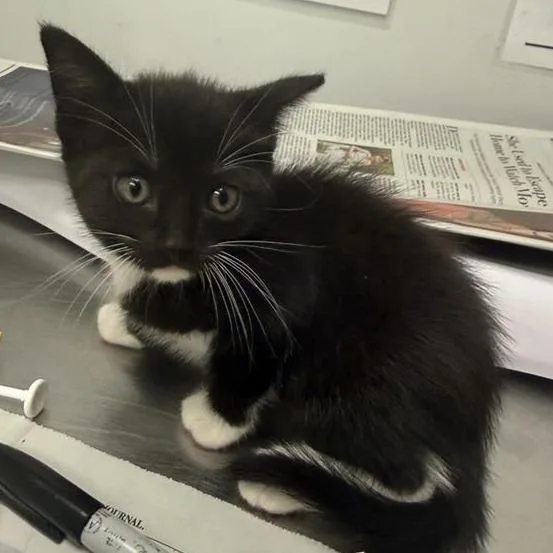 A baby small-sized male Black Domestic Short Hair cat named Dolphin for adoption in Jacksonville, FL