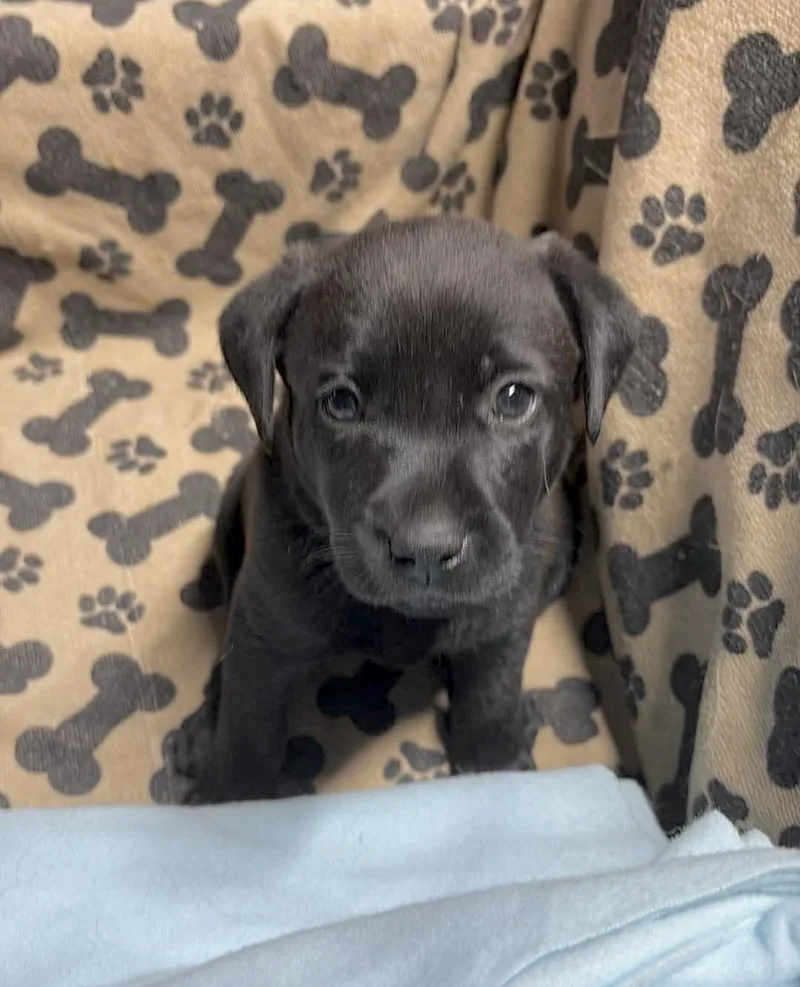 Baby Sophie