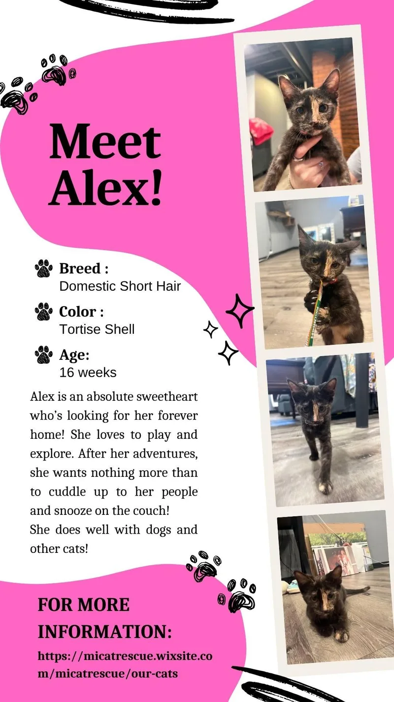 A baby medium-sized female Tortoiseshell Domestic Short Hair cat named Alex for adoption in St. Clair Shores, MI