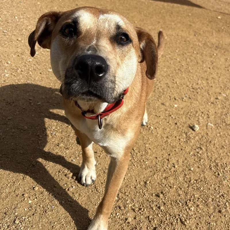 An adult medium-sized male Brown / Chocolate Mixed Breed dog named Homer for adoption in Bentonville, AR
