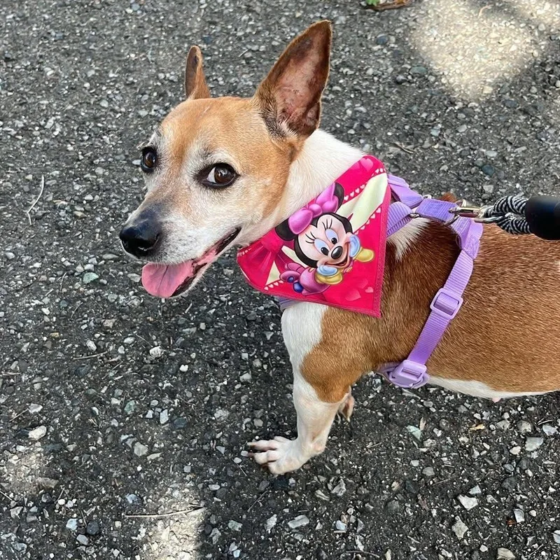 An adult small-sized female Terrier dog named Grace for adoption in Rincon, PR