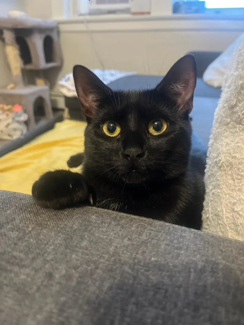A young medium-sized male Black Domestic Short Hair cat named Goose for adoption in East Orange, NJ