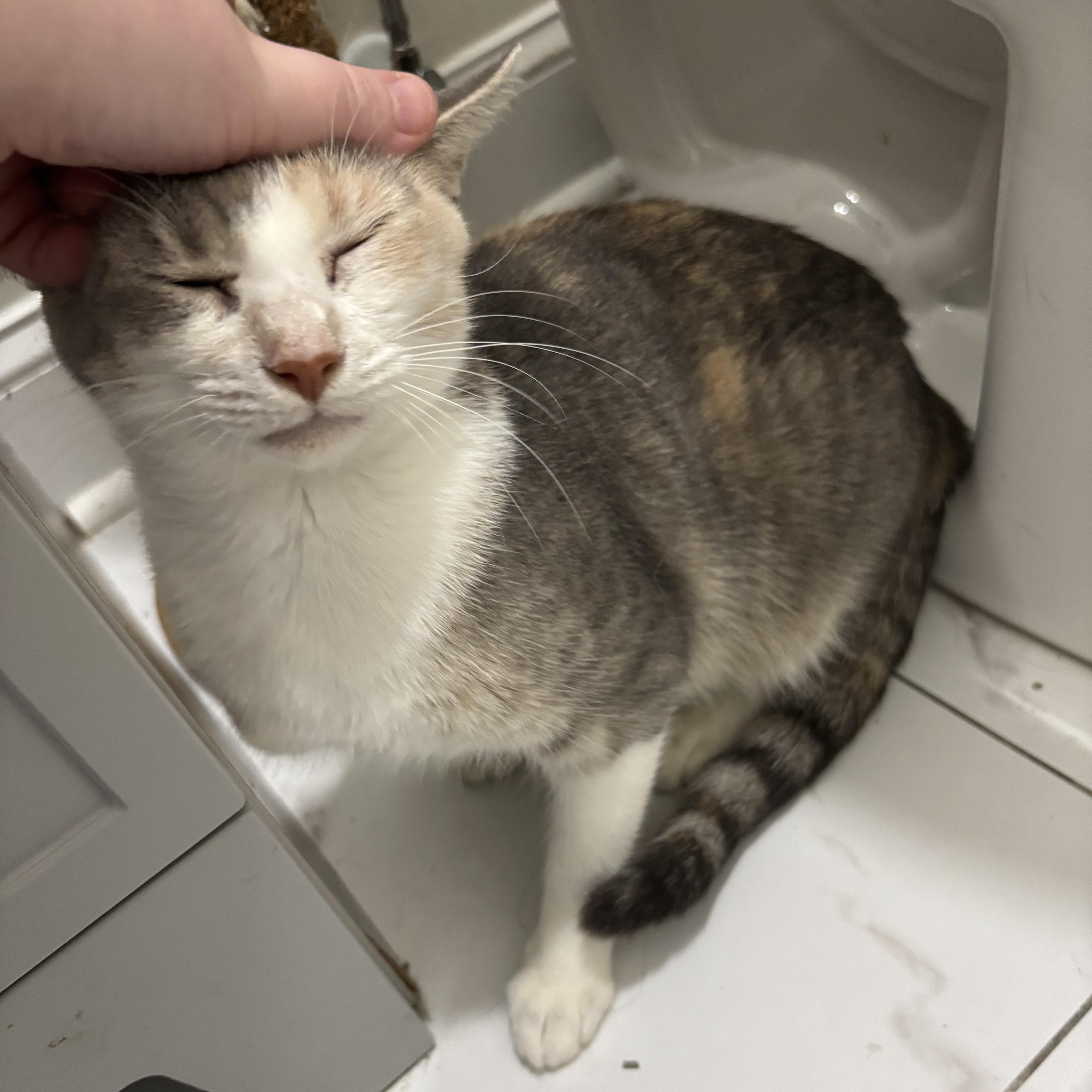 A young medium-sized female Dilute Calico cat named Christine for adoption in Richmond, VA