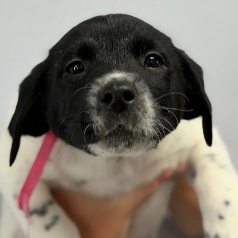 A baby small-sized female White / Cream Great Pyrenees dog named Julie for adoption in Idaho Falls, ID