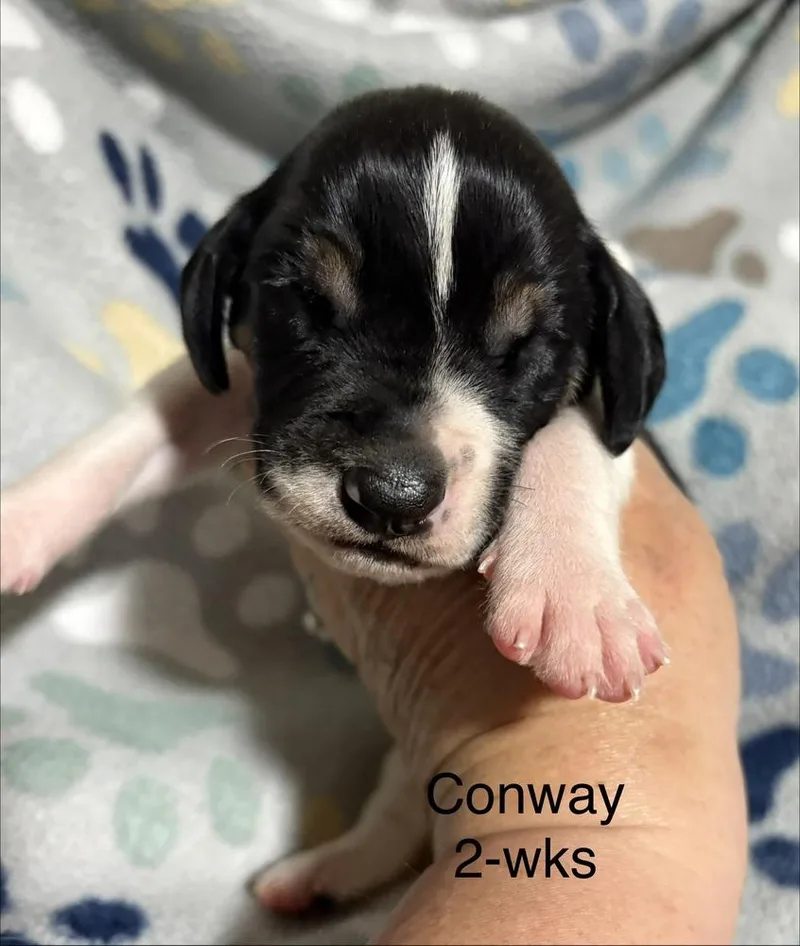 Conway thumbnail 2
