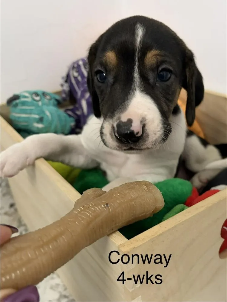 Conway thumbnail 4