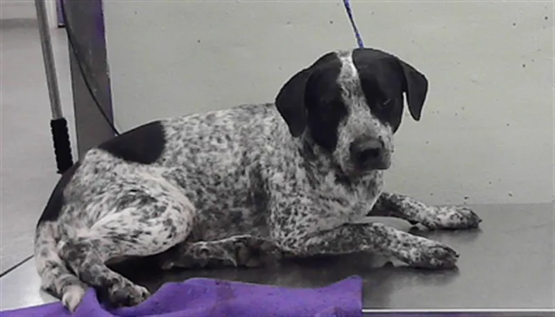 A young medium-sized male Australian Cattle Dog / Blue Heeler dog named Oreo for adoption in Houston, TX