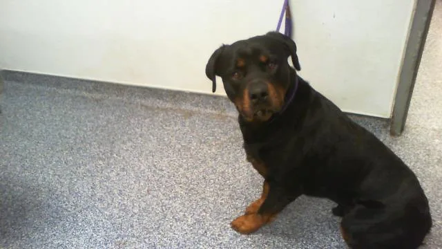 An adult large-sized male Rottweiler dog named Knuckles for adoption in Charlotte, NC