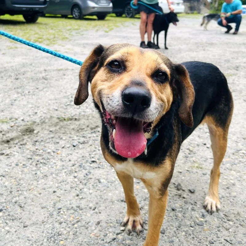 A senior medium-sized female Brown / Chocolate Mixed Breed dog named Tootsie for adoption in Fredericksburg, VA