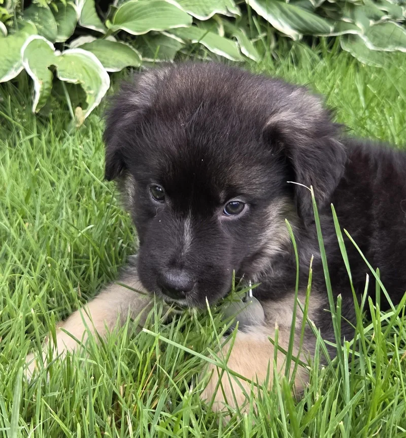 A baby medium-sized male Black German Shepherd Dog dog named S'more for adoption in Saint Paul, MN