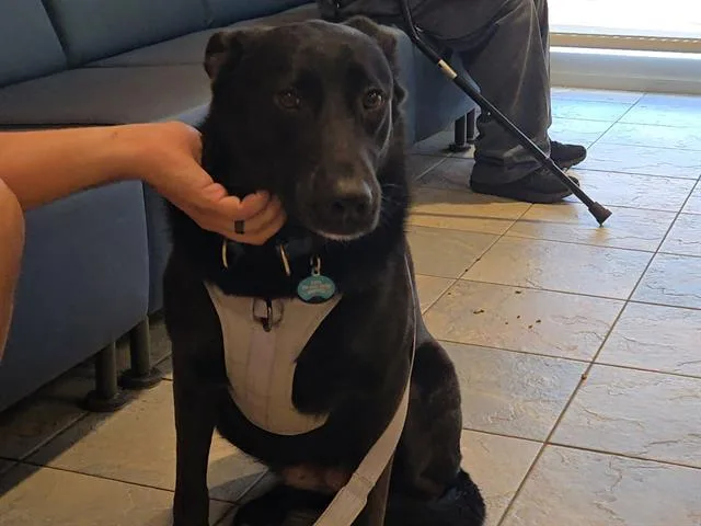 An adult large-sized female Labrador Retriever dog named Kona for adoption in Tustin, CA
