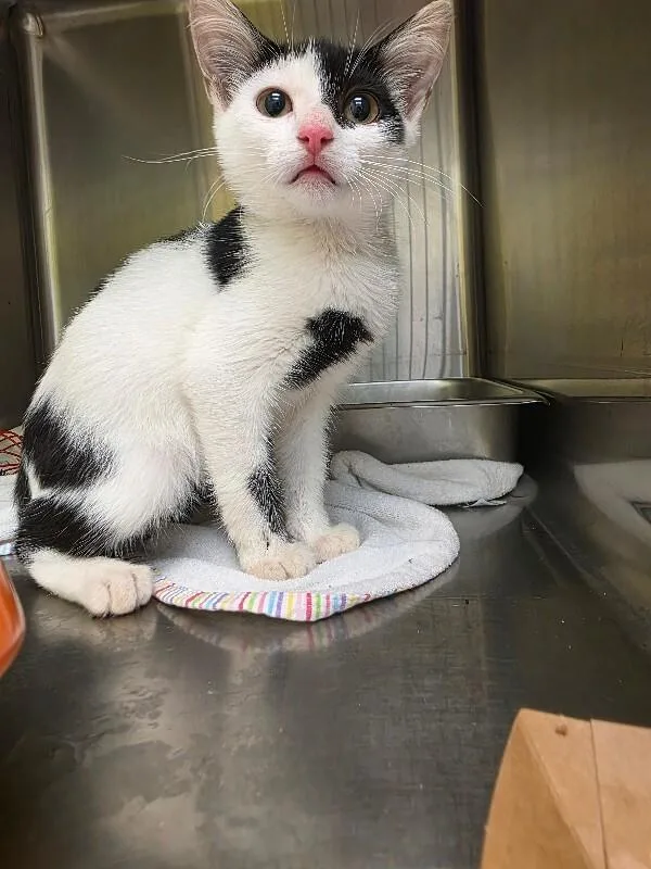 A young medium-sized male White Domestic Medium Hair cat named Rudy for adoption in Disputanta, VA