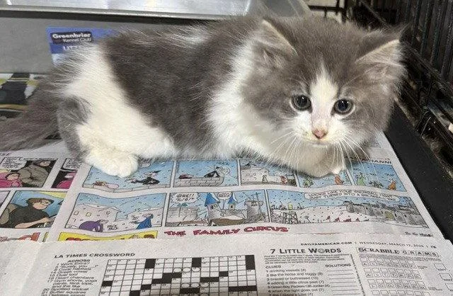 A baby medium-sized male Gray & White Domestic Long Hair cat named John Deer for adoption in Apollo, PA