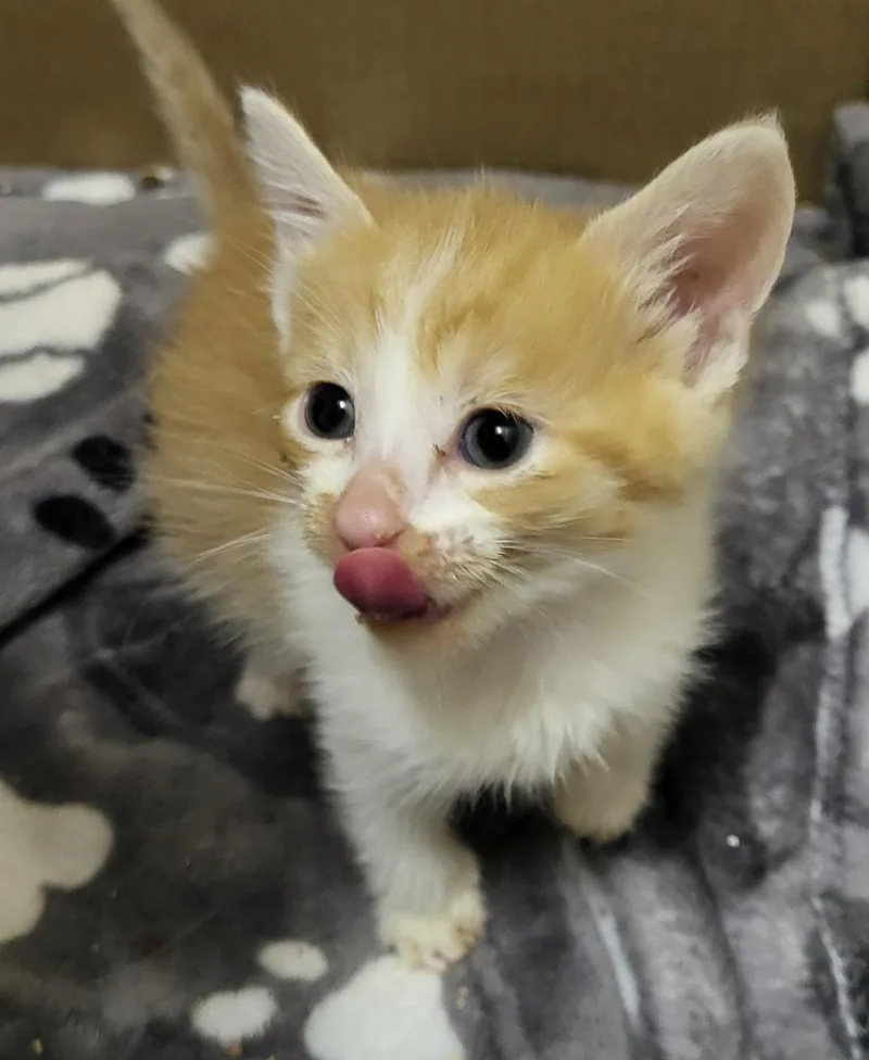A baby medium-sized male Domestic Short Hair cat named Blossom for adoption in Bloomington, IN