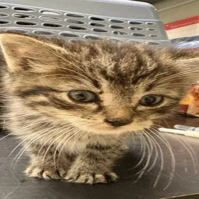 A baby small-sized male Brown / Chocolate Domestic Short Hair cat named Beach Ball C for adoption in Princeton, MN