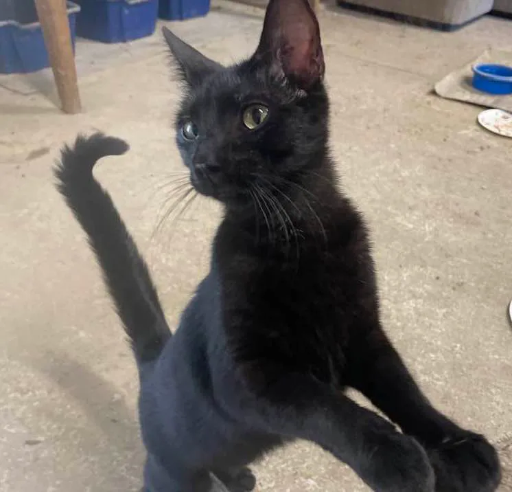 An adult medium-sized female Domestic Short Hair cat named Matilda for adoption in Vacaville, CA