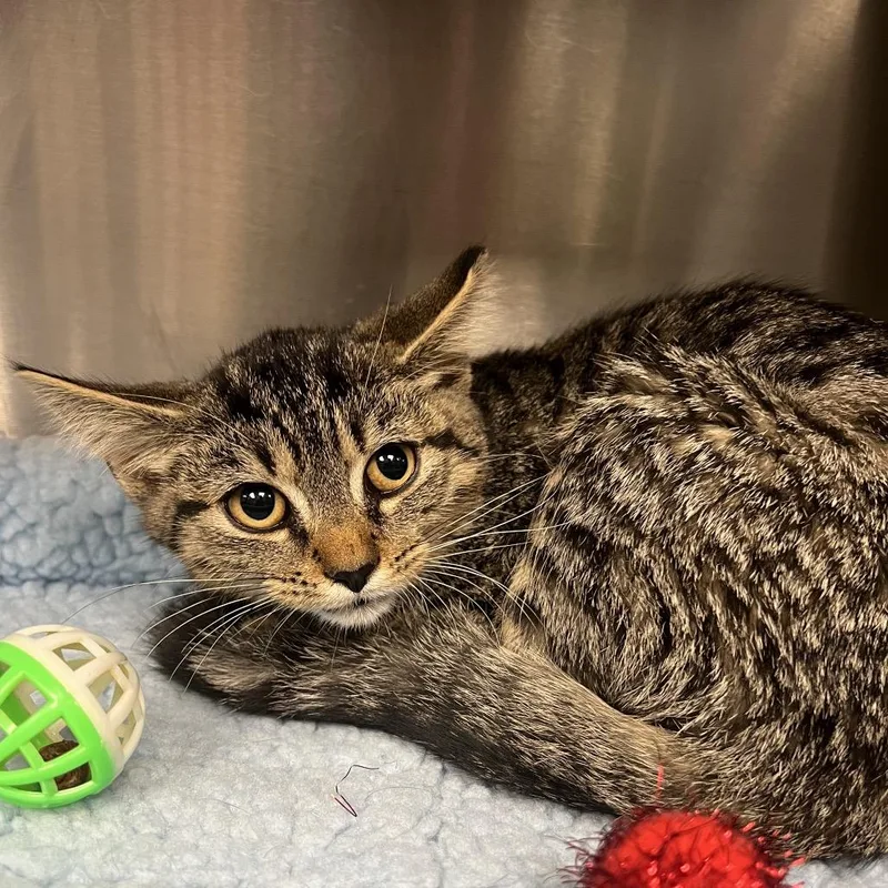 A baby small-sized female Brown / Chocolate Domestic Short Hair cat named Madrugada for adoption in Mentor, OH