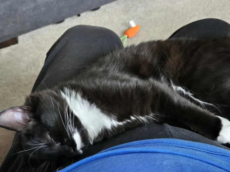 A baby medium-sized female Black & White / Tuxedo Domestic Short Hair cat named Fresca for adoption in Newberg, OR