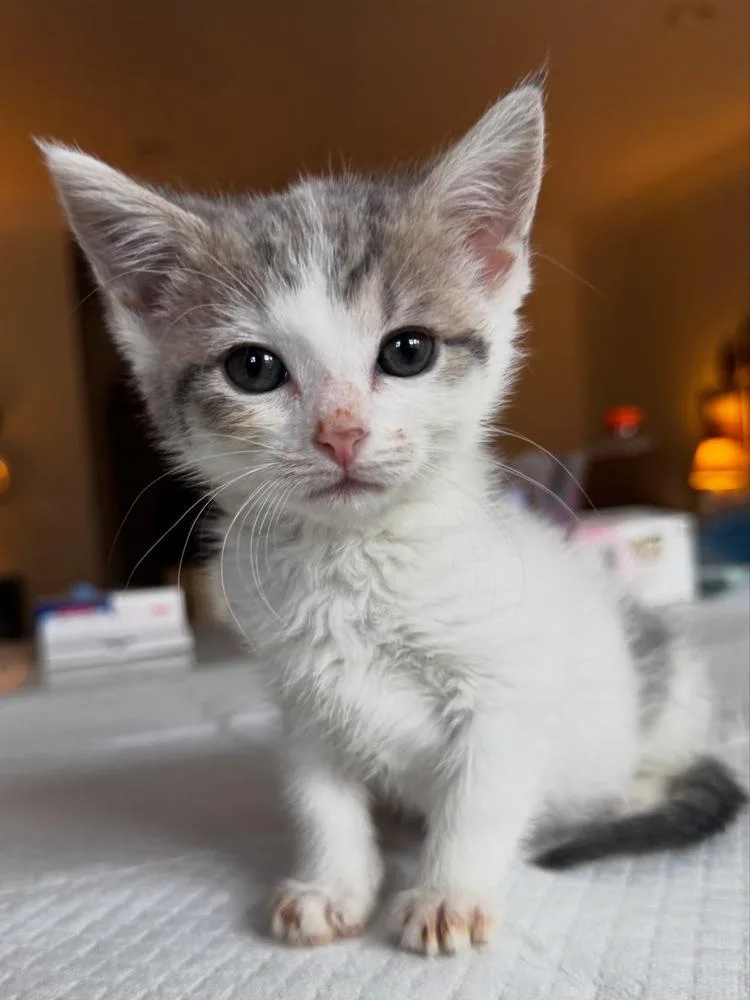 A baby small-sized female Gray & White Domestic Short Hair cat named Grumpy for adoption in Chicago, IL