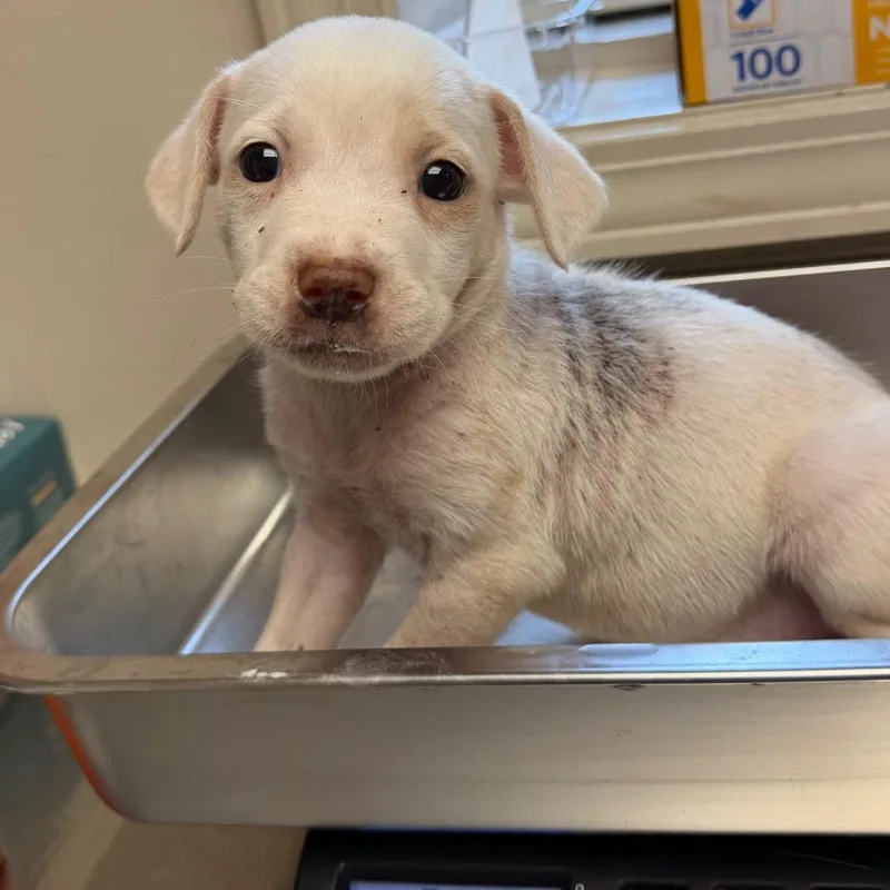 A baby medium-sized female Pit Bull Terrier dog named TUSCStray______ for adoption in Tuscaloosa, AL