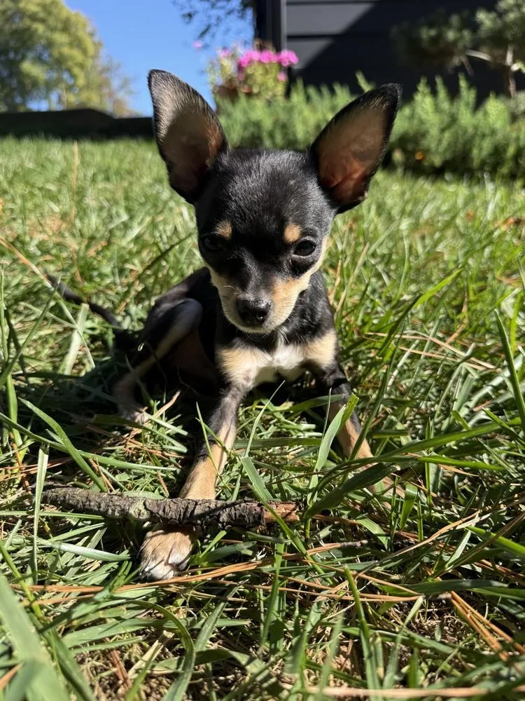 A baby small-sized male Brown / Chocolate Chihuahua dog named Romeo for adoption in Wake Forest, NC