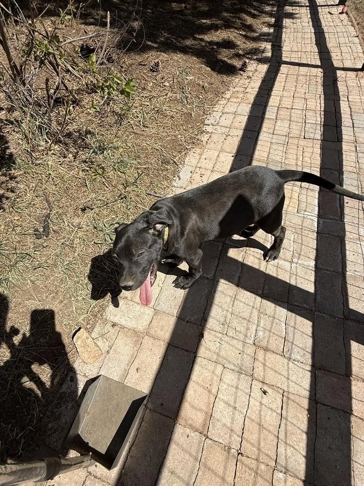 A young medium-sized male Black Labrador Retriever dog named Toby Aka Dave for adoption in Aurora, CO