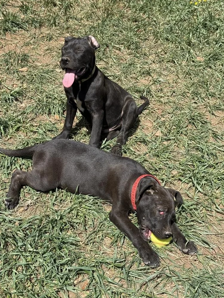 Toby Aka Dave thumbnail 2