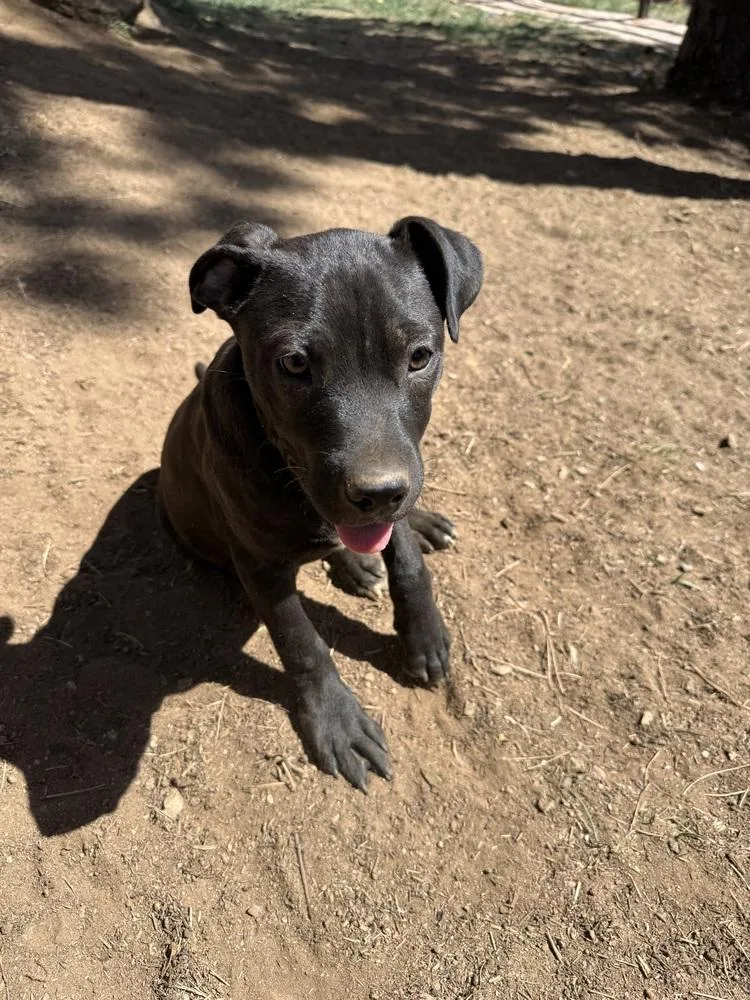 Toby Aka Dave thumbnail 3