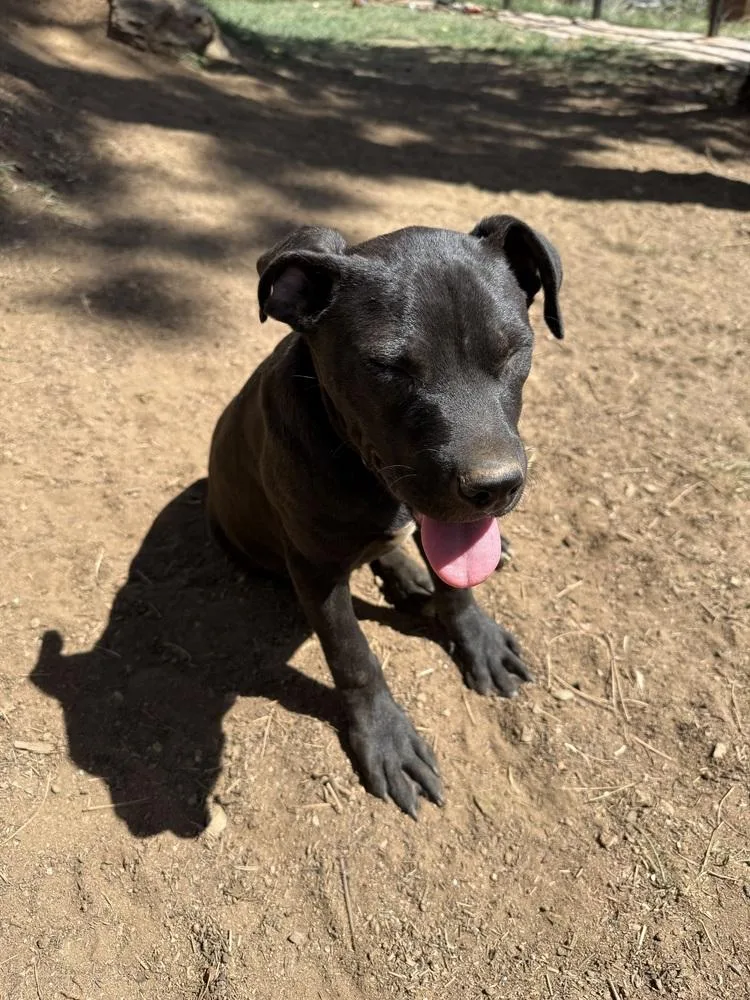 Toby Aka Dave thumbnail 4