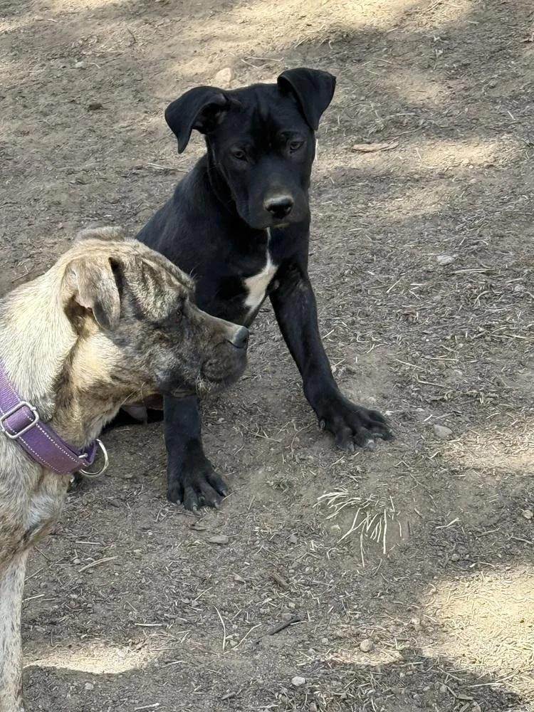 Toby Aka Dave thumbnail 5