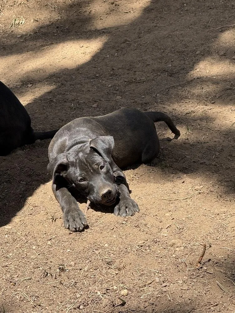 Toby Aka Dave thumbnail 6