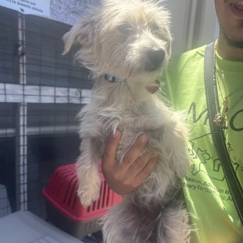 An adult small-sized female White / Cream Terrier dog named Veda for adoption in Point Richmond, CA