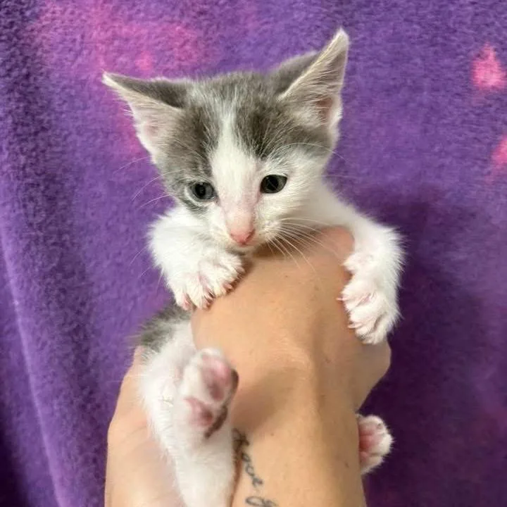 A baby small-sized male Gray / Blue / Silver Domestic Short Hair cat named Propane for adoption in Wichita, KS