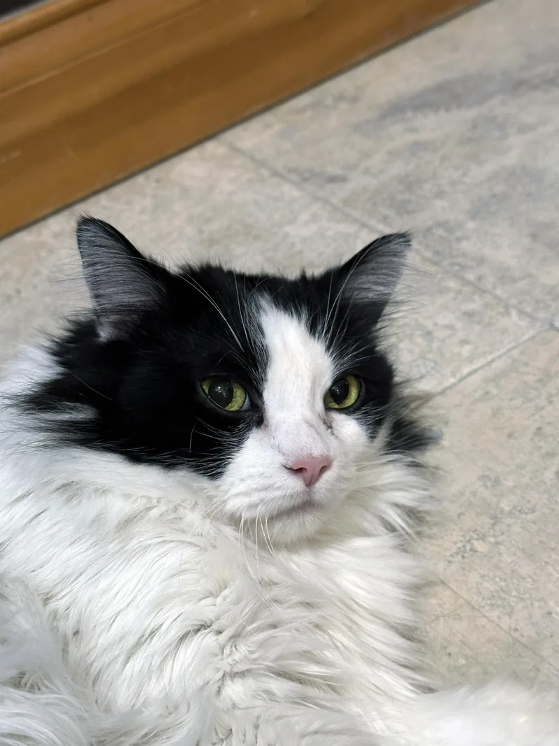A senior medium-sized female Black & White / Tuxedo Domestic Medium Hair cat named Baby for adoption in Crystal Lake, IL