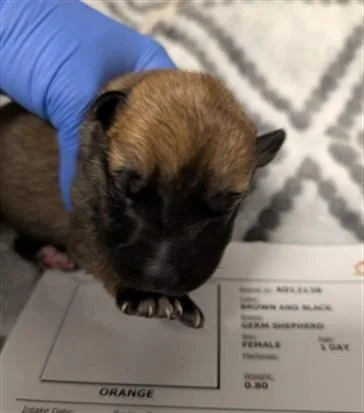 A baby small-sized female German Shepherd Dog dog named Cherry for adoption in Ontario, CA