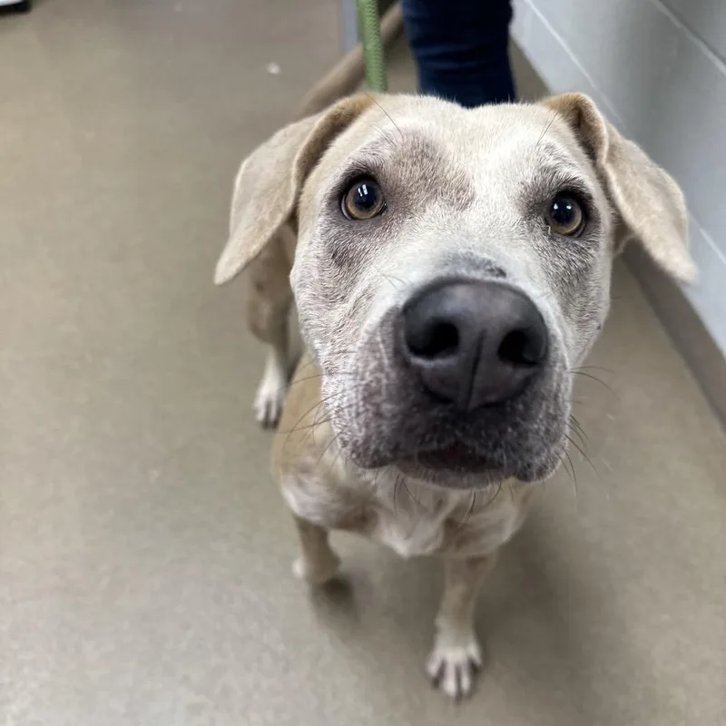 An adult medium-sized female White / Cream Labrador Retriever dog named Lori for adoption in Corpus Christi, TX